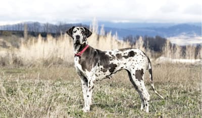 Great Dane Breed Facts and Information
