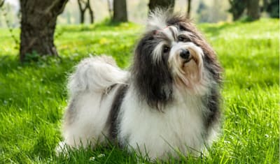 Havanese