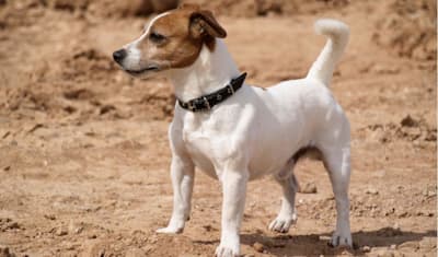 Jack Russell Terrier