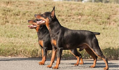 Miniature Pinscher Breed Facts and Information