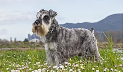 Miniature Schnauzer