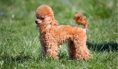 Miniature Poodle