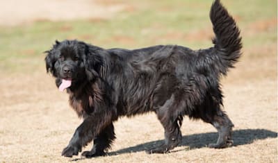 Newfoundland Breed Facts and Information