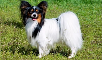 Papillon Breed Facts and Information