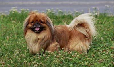 Pekingese Breed Facts and Information