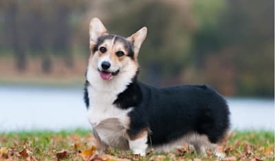 Pembroke Welsh Corgi