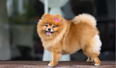 Pomeranian