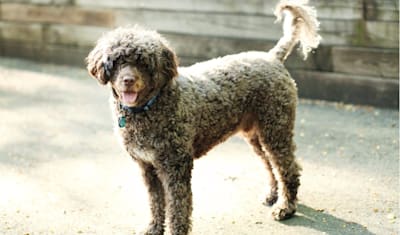 Portuguese Water Dog Breed Facts and Information
