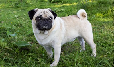 Pug