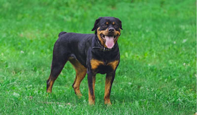 Rottweiler