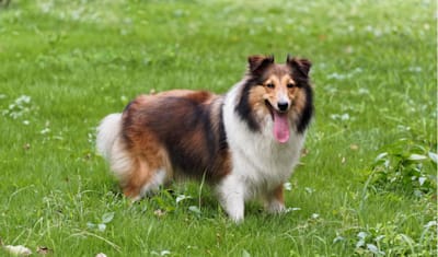 Shetland Sheepdog Breed Facts and Information