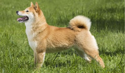Shiba Inu