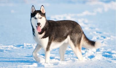 Siberian Husky