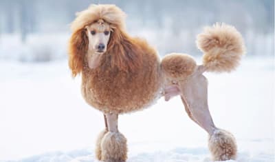 Standard Poodle Facts and Information