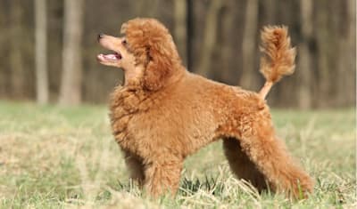 Toy Poodle Facts and Information