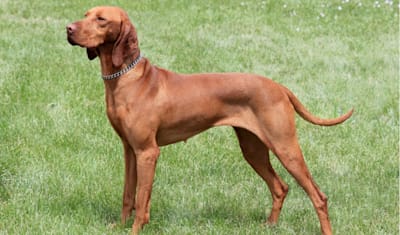 Vizsla