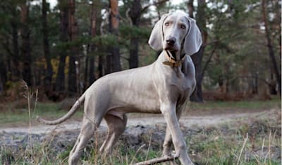 Weimaraner Breed Facts and Information
