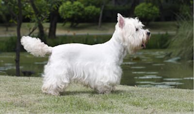 West Highland White Terrier Breed Facts and Information