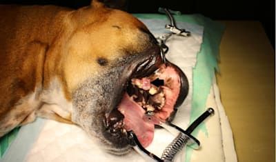 Epulis in Dogs: Common Oral Tumors, Symptoms, Diagnosis & Treatment