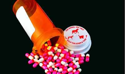 Can I Give My Cat Imodium AD?