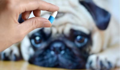 Can I Give My Dog Imodium?