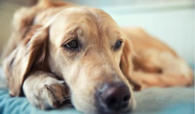 Constipation in Dogs: Understanding Signs, Symptoms & Treatment