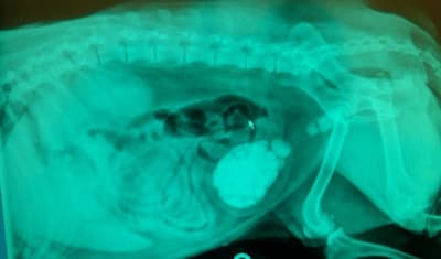 Bladder Stones in Dogs: Symptoms, Diagnosis, Treatment & Prevention