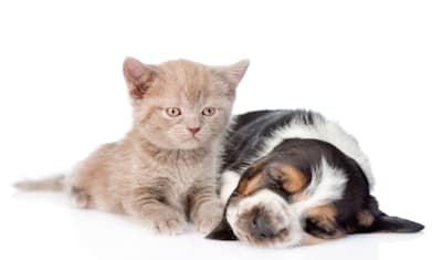 Imperforate Anus in Puppies & Kittens: Symptoms, Diagnosis & Treatment