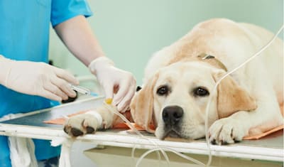 Pancreatitis in Dogs: Symptoms, Causes, Diagnosis & Treatment