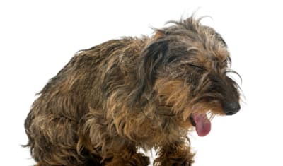 Kennel Cough in Dogs: Symptoms, Causes, Prevention & Treatment