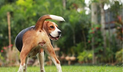 Vaginitis in Dogs: What It Is, Symptoms, Causes, and Treatment