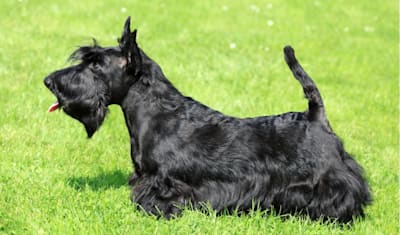 Scottish Terrier
