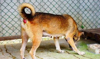 Rectal Prolapse in Dogs & Puppies: Symptoms, Causes & Treatment Guide