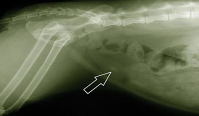 Cat Urinary Crystals & Bladder Stones: Symptoms, Causes & Treatment