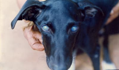 Blue Eye in Dogs: What is Canine Adenovirus & How to Treat It