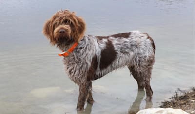 Wirehaired Pointing Griffon