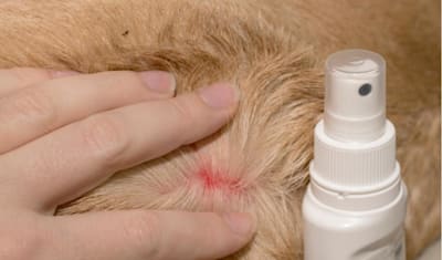 Gentamicin/Betamethasone Spray: Pet Skin Infection & Inflammation