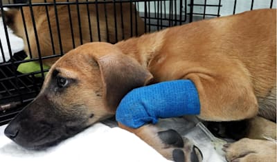 Hemorrhagic Gastroenteritis (HGE) in Dogs: Symptoms & Care