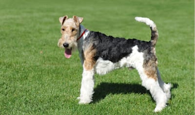 Fox Terriers Breed Facts and Information