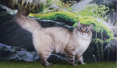 Siberian Cat Breed Facts and Information
