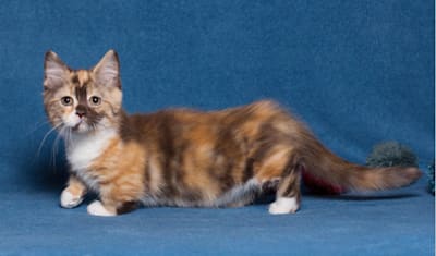 Munchkin Breed Facts and Information