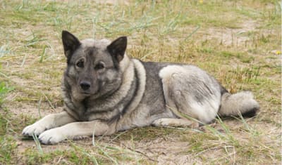 Norwegian Elkhound Breed Facts and Information