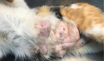 Cat Mammary Cancer: Symptoms, Diagnosis, Treatment & Prevention