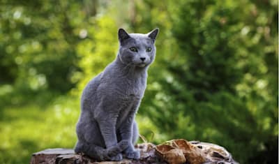 Russian Blue Breed Facts and Information