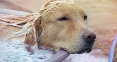Give Your Dog an Oatmeal Bath: Soothe Itchy Skin & Allergies