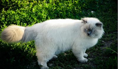 Himalayan Breed Facts and Information