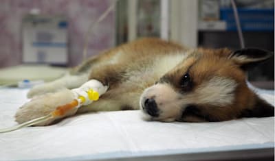Canine Parvovirus in Puppies: Symptoms, Treatment & Prevention