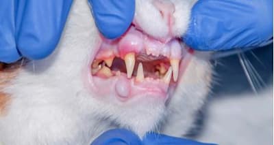 Why Check Your Pet's Gums? CRT is a Vital Health Sign for Dogs & Cats