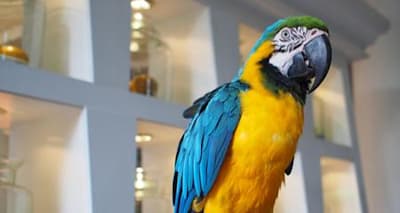 Stop Pet Bird Screaming: Causes, Prevention & Quiet Your Bird