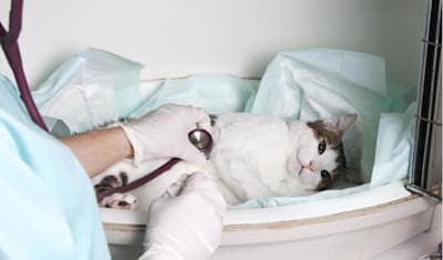 Feline Immunodeficiency Virus (FIV) in Cats: Symptoms & Treatment